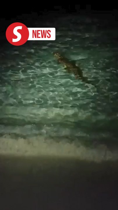 Saltwater crocodile spotted near Pom-Pom Island; beachgoers warned