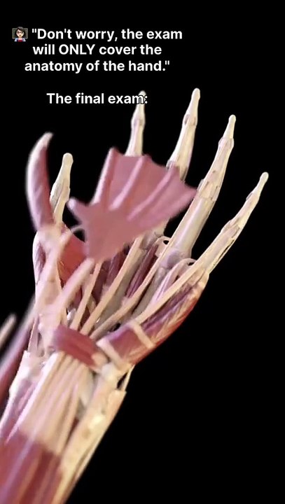 hand - muscles - visualization