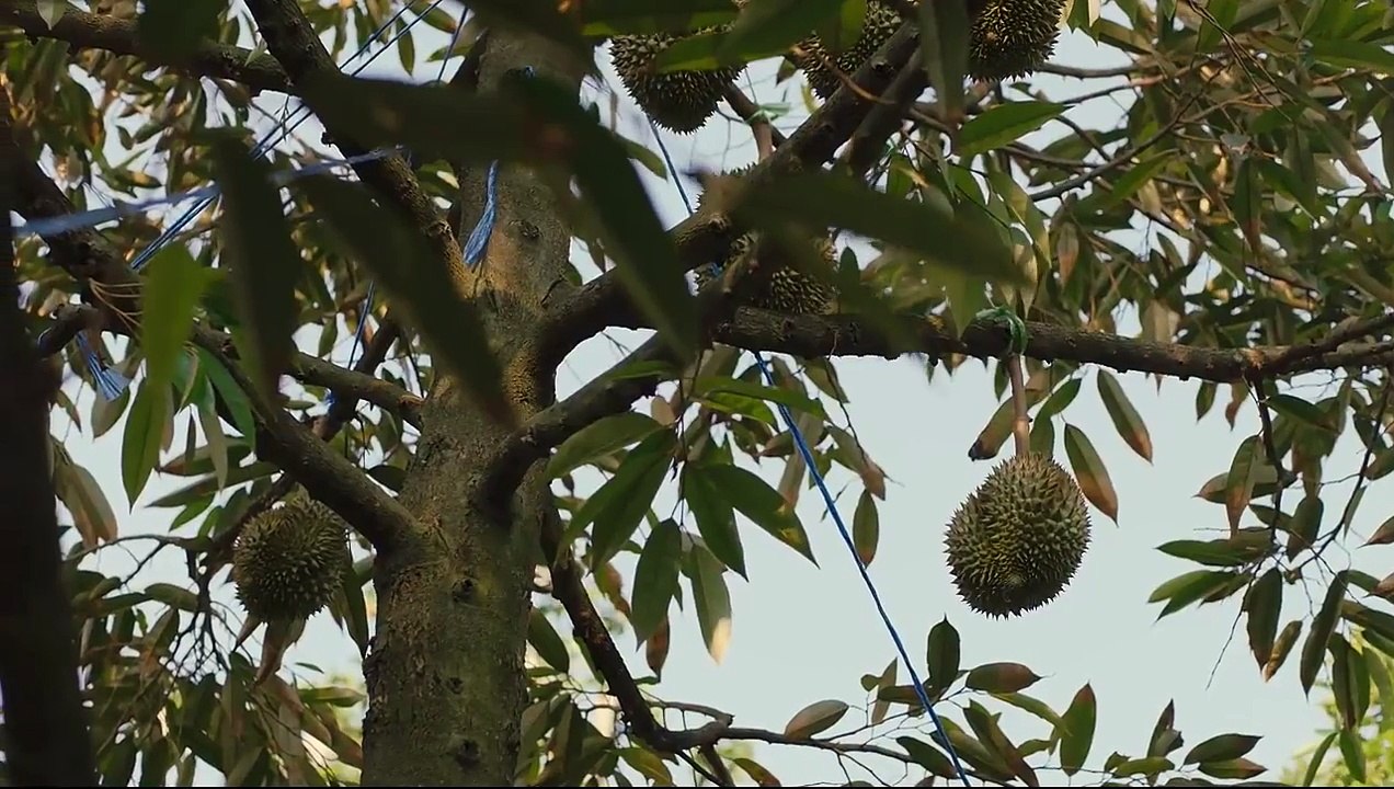 Law less Episode 2 (MultiSub)