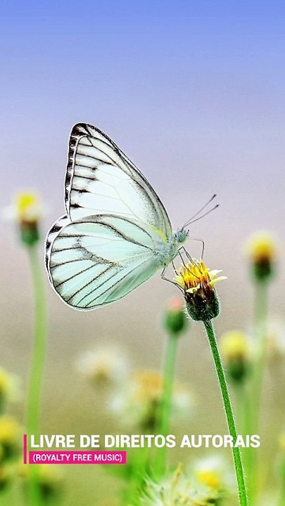 ✅💘Música calmante para relaxar e dormir- Fragmentos #25