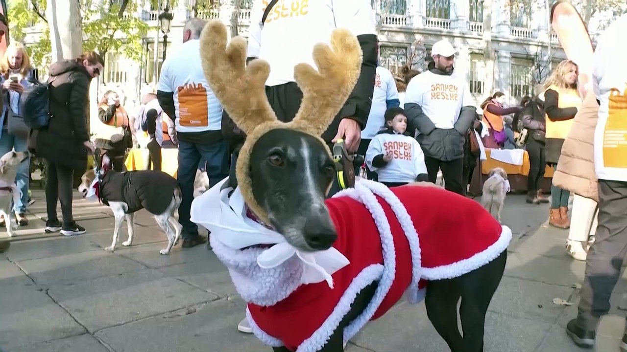 Festive Spanish dog walk supports Valencia's flood-hit shelters