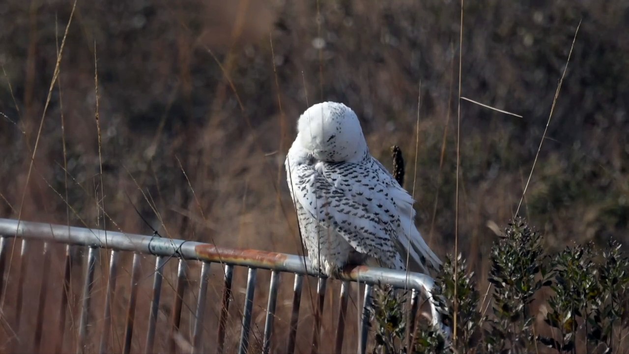 'Majestic' snowy owl spotted in Brooklyn nature preserve, over 1,000 miles from home