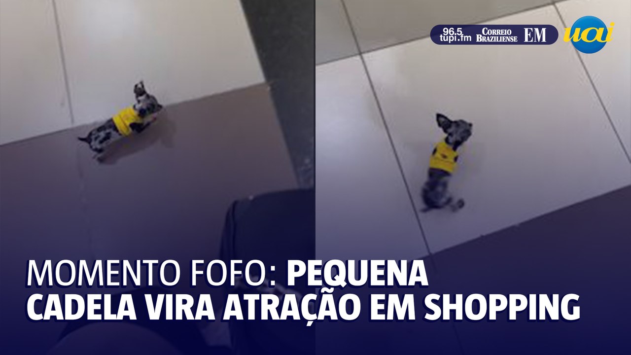 Cadela 'em miniatura' vira atração em shopping
