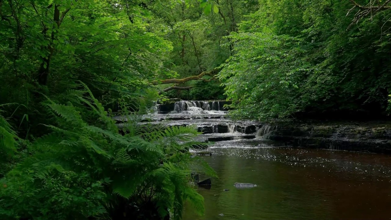 Peaceful Forest Ambience: Relaxing Nature Sounds for Stress Relief | No Copyright Background Video