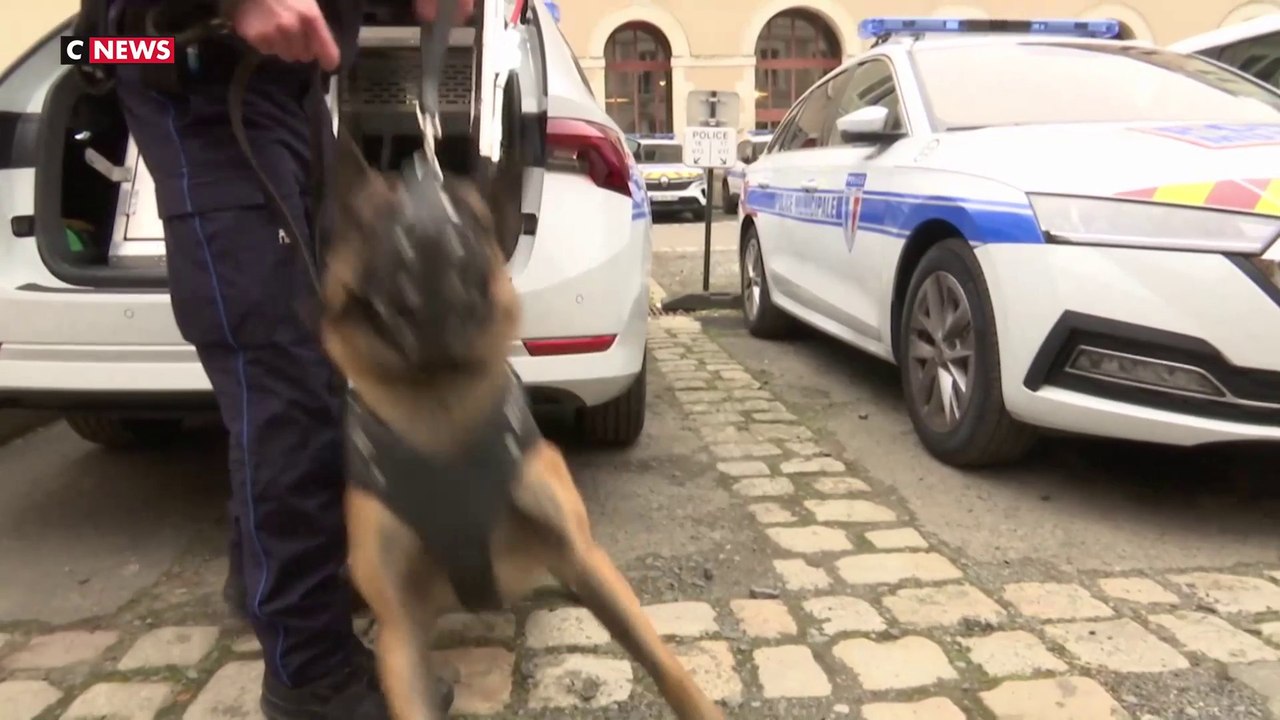 Nantes : les policiers municipaux bénéficient de l'aide de chiens de défense
