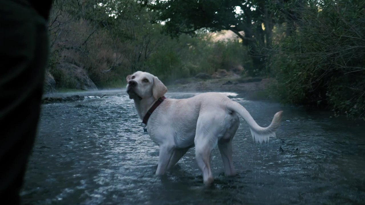 Perro atrapa una pelota en un río