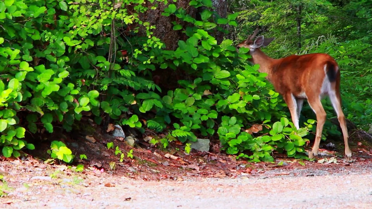 4k Animals Video | 10 Minute 4k video