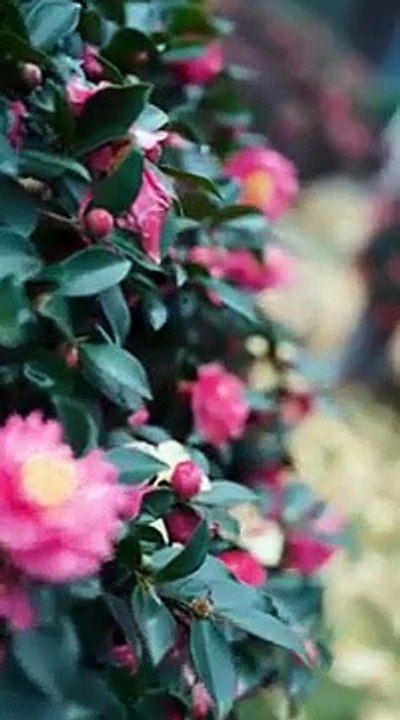 A girl trying to catch her cheating boyfriend accidentally falls into a CEO's pool. Their unexpected meeting sparks a journey from misunderstanding to love.