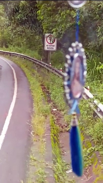 Oso andino carretera a yolosita