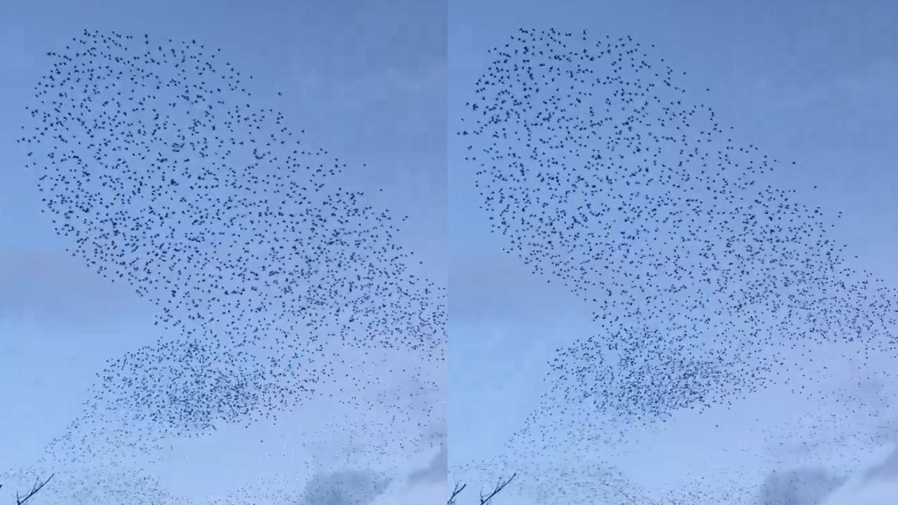 Belfast’s “iconic” Albert Bridge starling murmuration