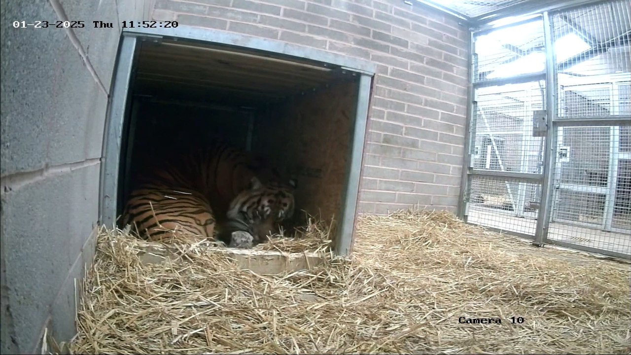 West Midlands Safari Park announces latest Sumarian tiger birth