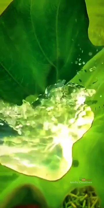 nature videos 4K 30 seconds fullscreen 💚 nature videos for whatsapp status full screen 🏝️🌊 nature