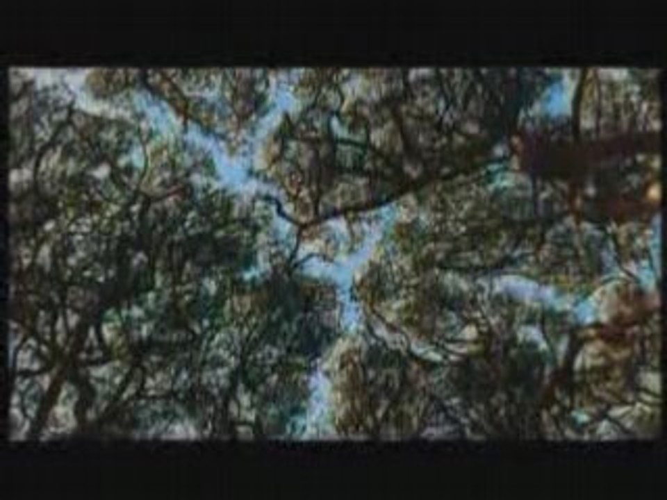 Définition de l'Arbre