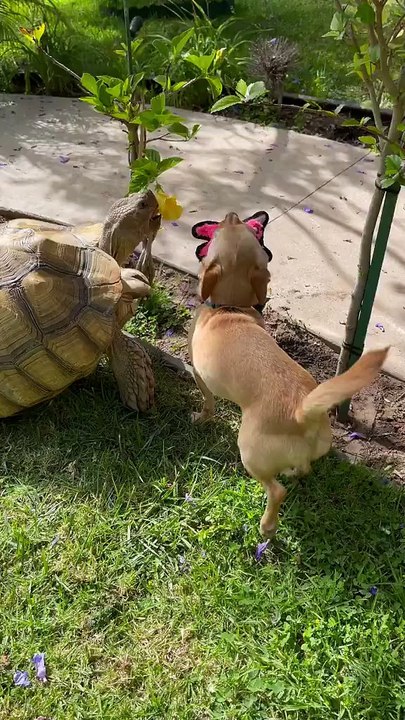 perrito tortuga