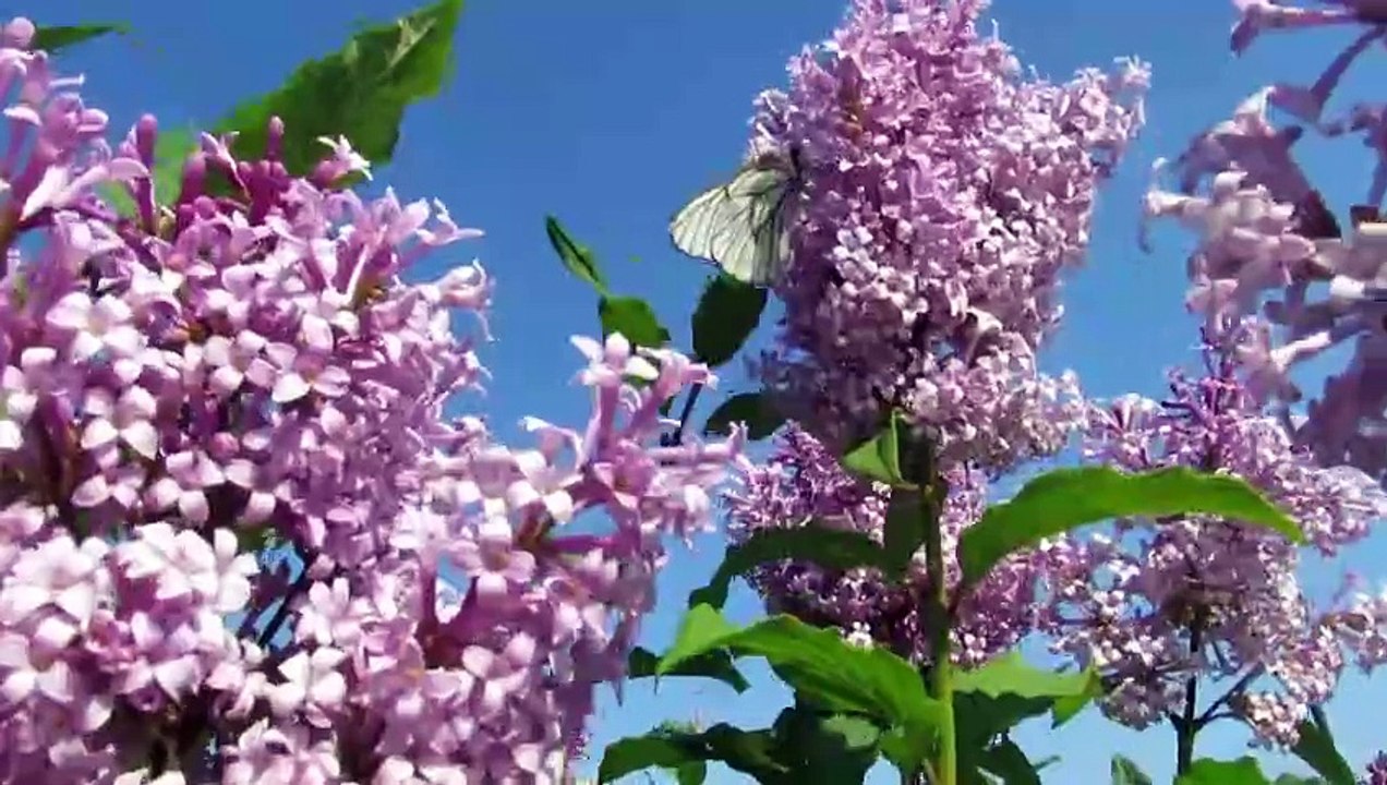 Watch Fascinating Butterfly  | 01 |