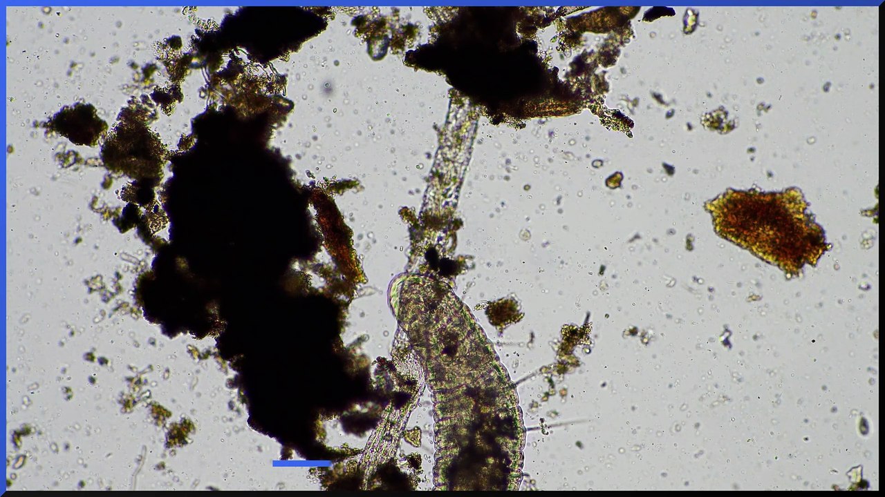 What is the tapeworm diet?