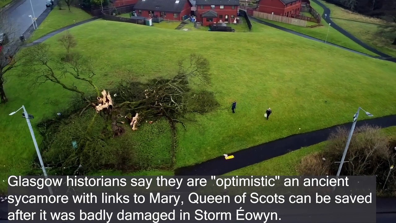 Darnley Sycamore - Historians 'optimistic' ancient tree will survive