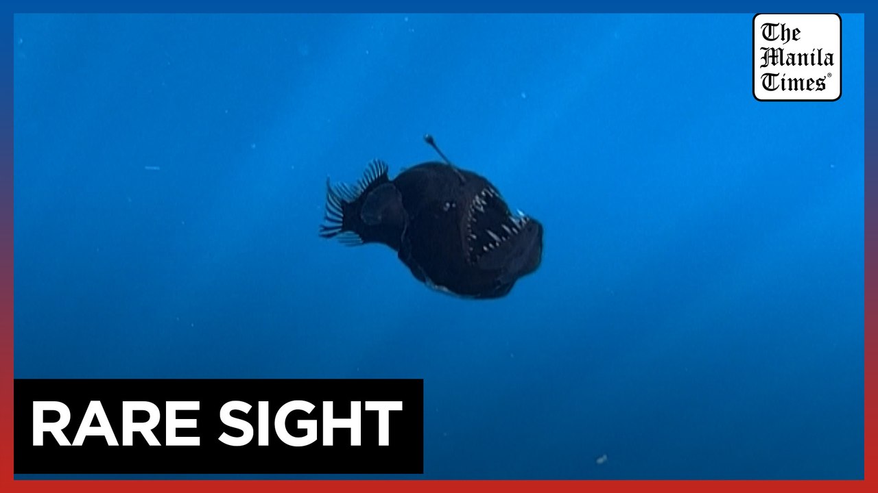 Unusual sighting of humpback anglerfish near Tenerife coast