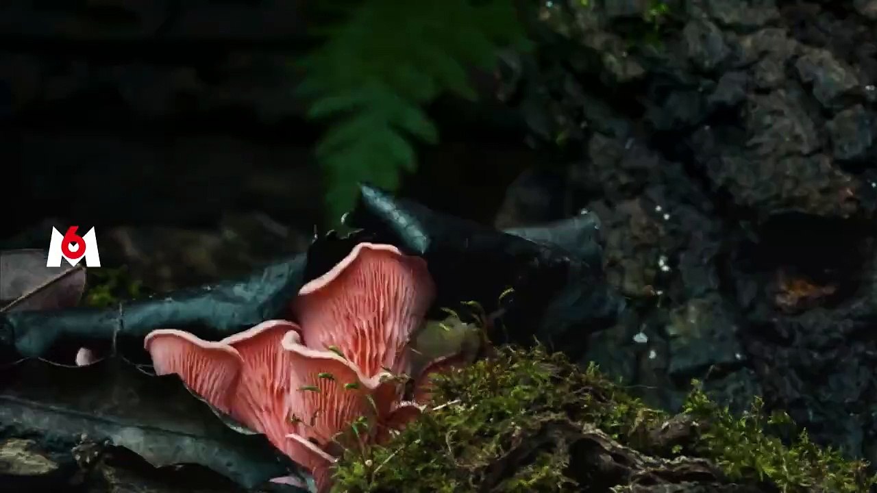 Nature : pour une réconciliation