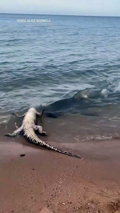 rechin versus crocodil