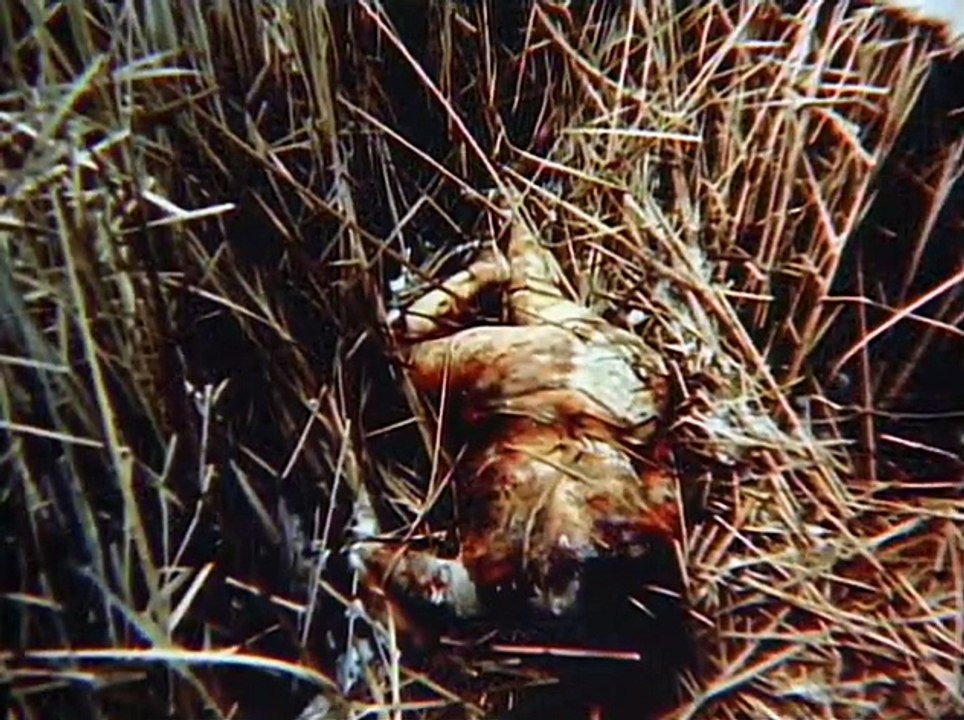 Mind of a Serial Killer