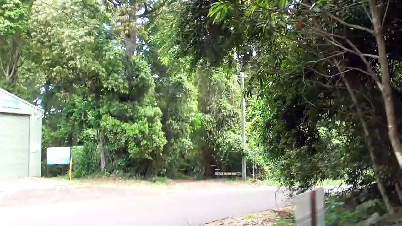 Dingo captured on video in the Bunya Mountains