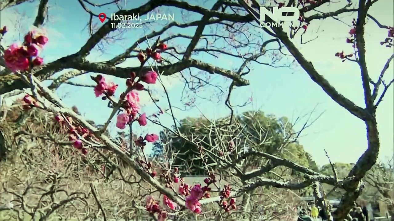NO COMMENT: Comienza la época de floración de los ciruelos en Japón