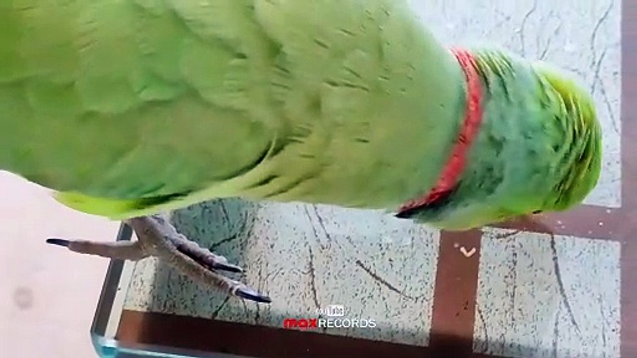 🐦 Mithu Mithu | Cute Parrot Video | Tota Talking | Beautiful Bird Moments | max RECORDS ❤️