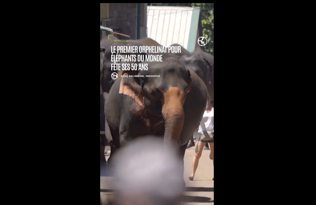Sri Lanka : le premier orphelinat pour éléphants du monde fête ses 50 ans