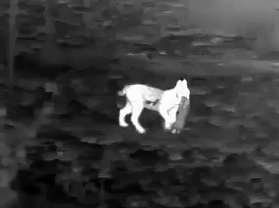 Virgo y Vuelvepiedras se adaptan con éxito al Cerrato Palentino