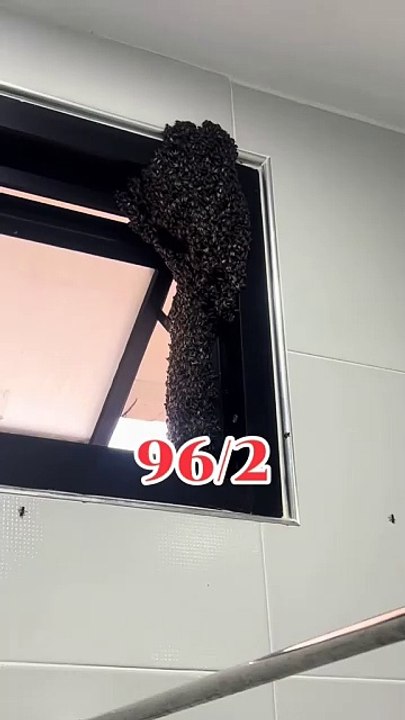 ฮือฮา รังผึ้งประหลาดคล้ายเศียรพ่อแก่-พญานาค ชาวเน็คเชื่อเป็นมงคล