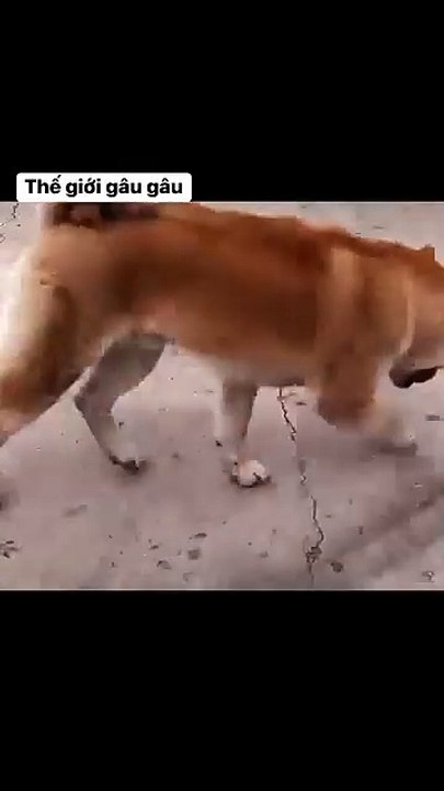 Expression of bigotry