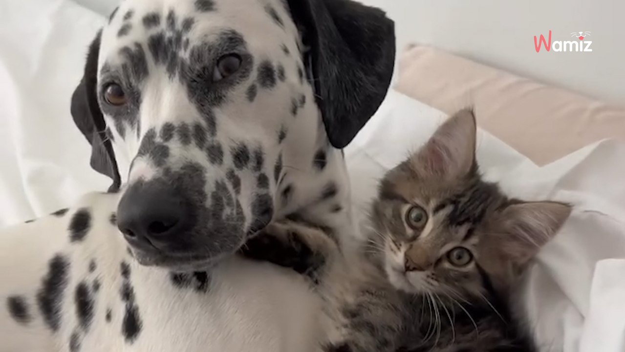 Woman fosters a kitten, but her dog’s reaction changes everything (video)
