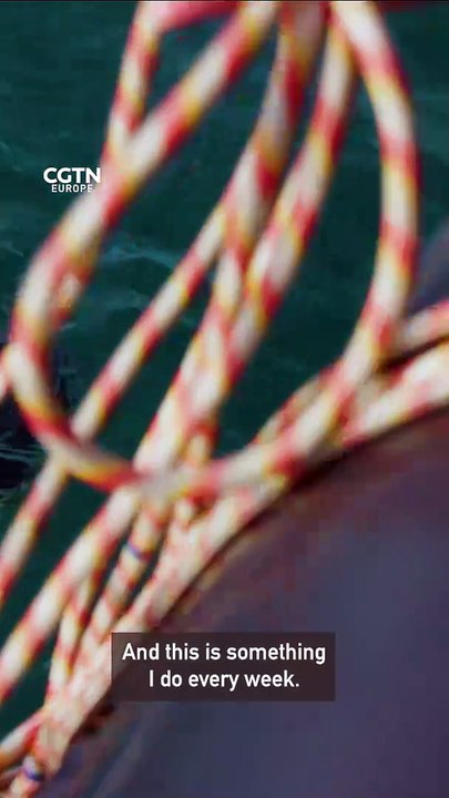 How do you catch plankton?