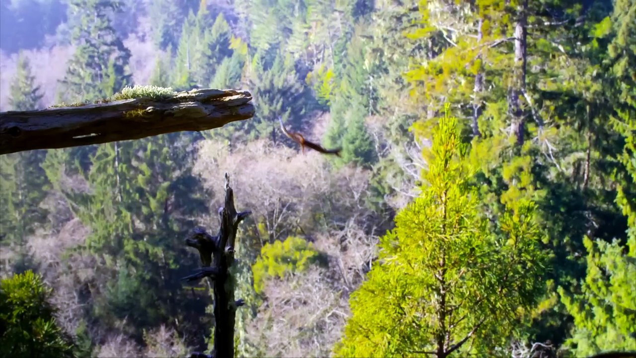 The Americas - Trailer