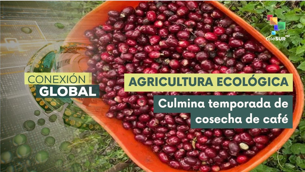 Agricultores plantan café en las alturas de las montañas