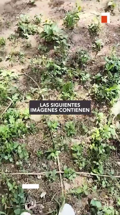 perritos envenenados