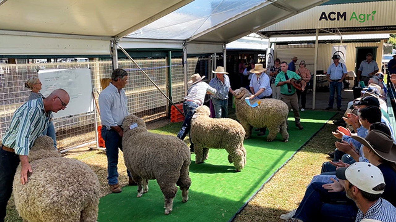 Airlie M20065 wins supreme exhibit at the Great Southern Supreme Merino