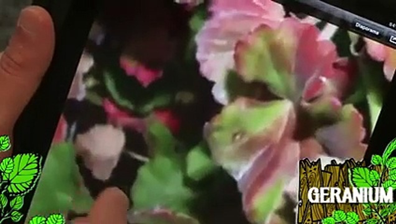 Soigner un géranium