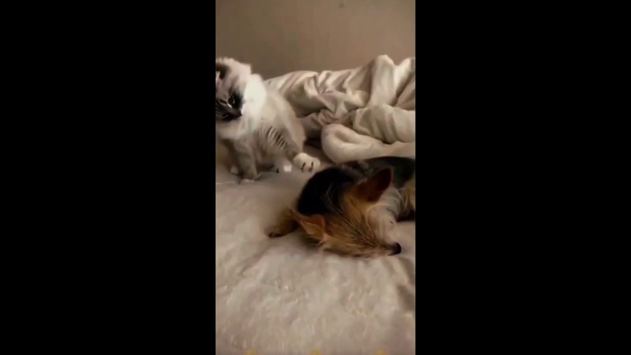 Funny animals - Funny cats / dogs - Funny animal videos 2025 - Part-1