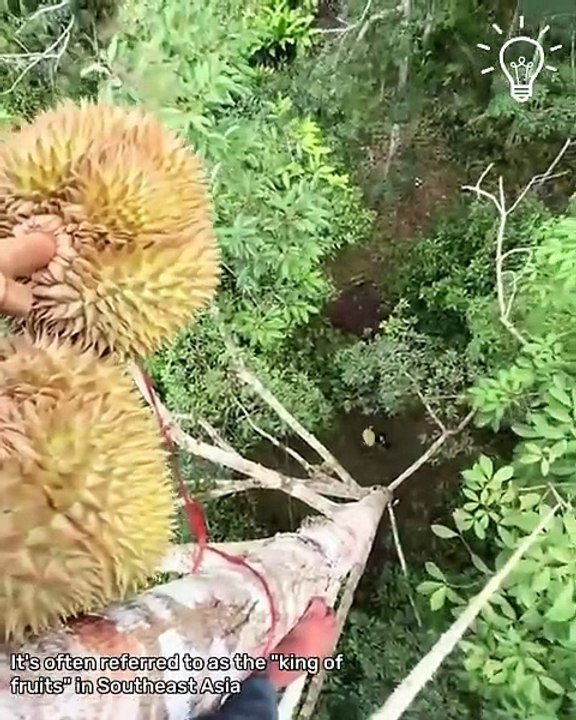 Exploring Different Types Of Fruits!