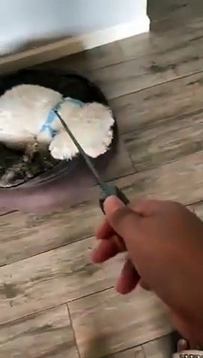 Quand ton chien veut vraiment pas aller se balader