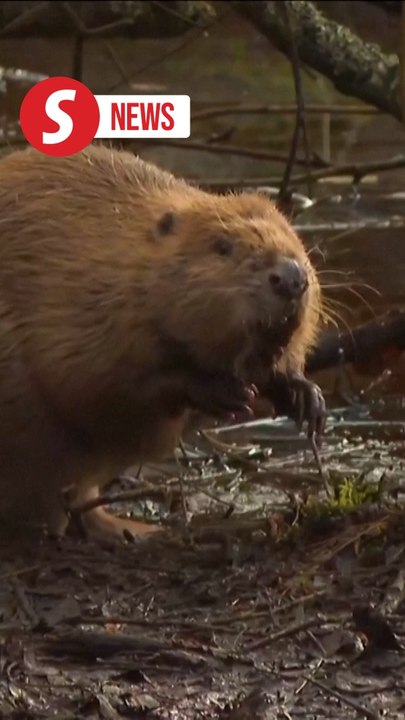 'Watershed’ moment as wild beavers return to England’s rivers