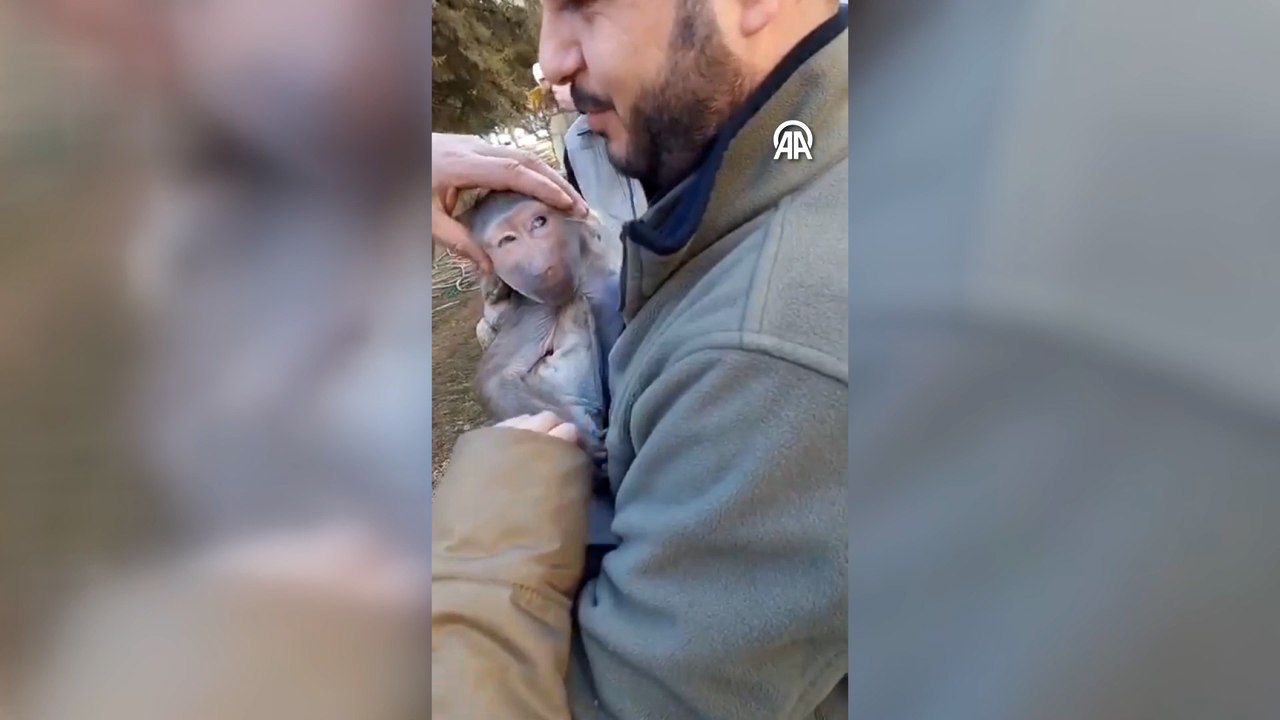 Elazığ'da bulunan makak maymunu Gaziantep'e gönderildi