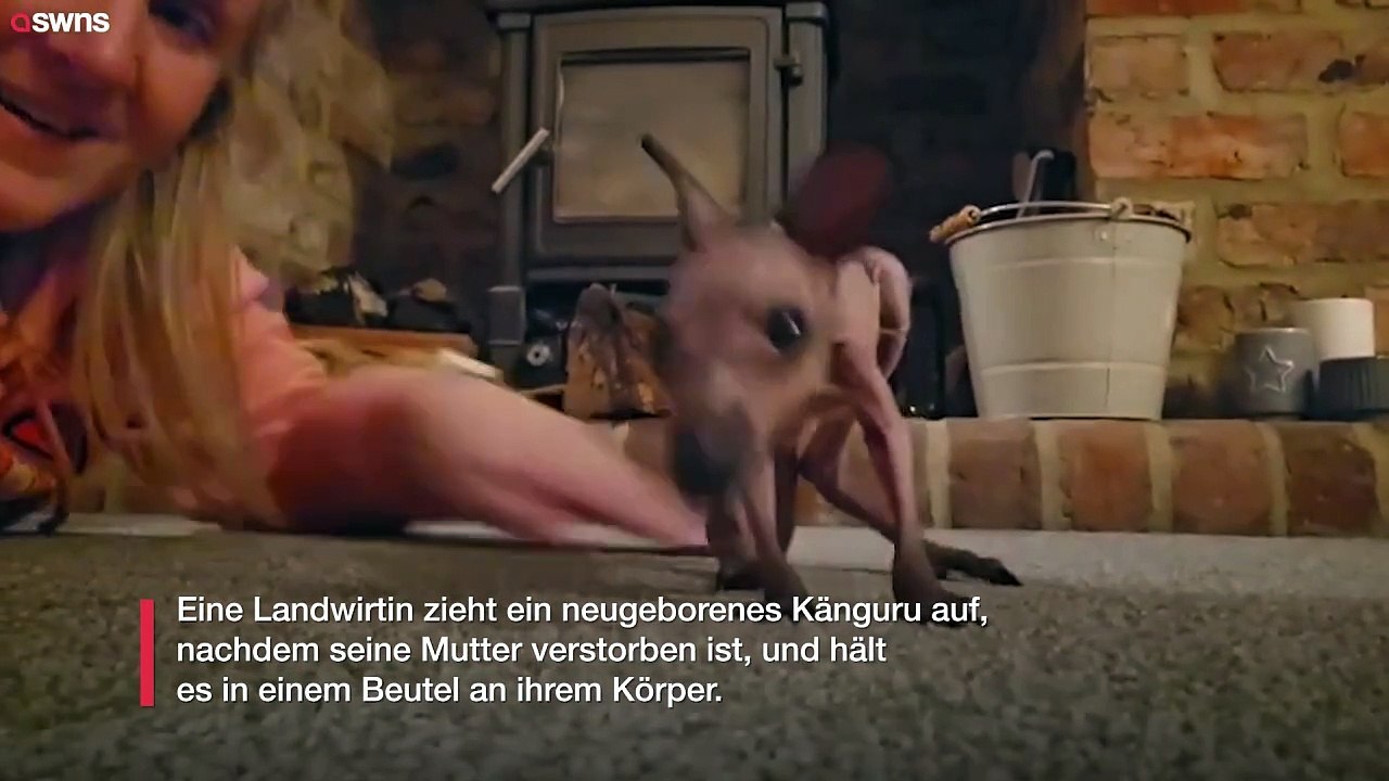 Landwirt adoptiert verwaistes Känguru - und hält es in einem Beutel