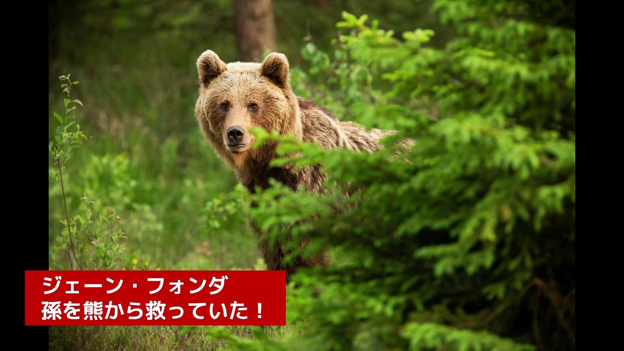 ジェーン・フォンダ、孫を熊から救っていた！