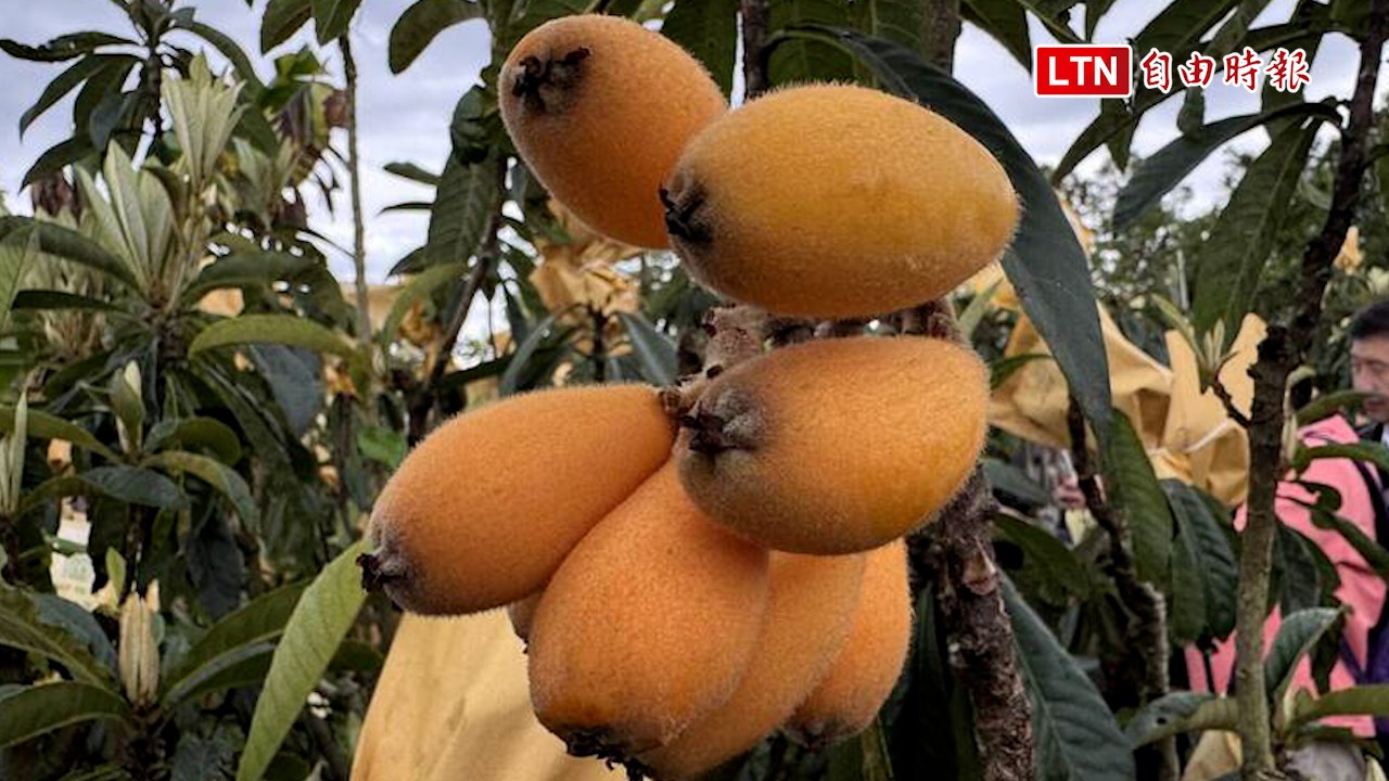 中市新社枇杷減產4成 枇杷膏、蜜餞價格也上漲