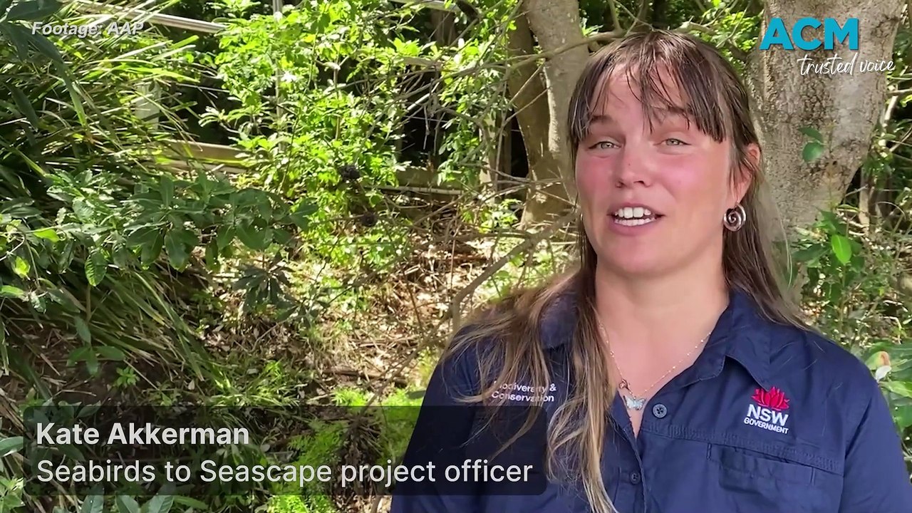 The fight to protect Sydney’s little penguins