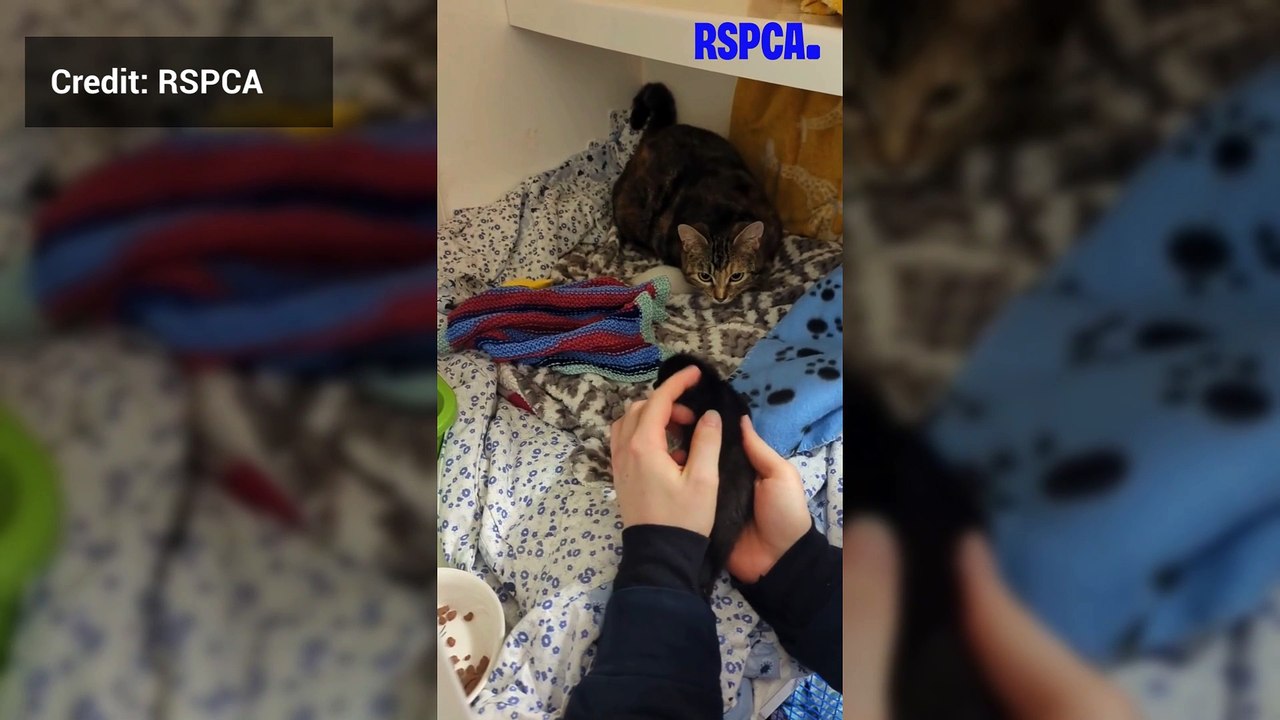 Cat shows motherly instincts after taking on abandoned three-legged kitten