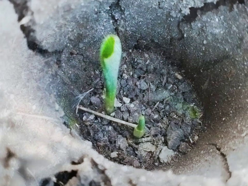 From Plowing to Planting: Growing Corn Step by Step"! In Part 2